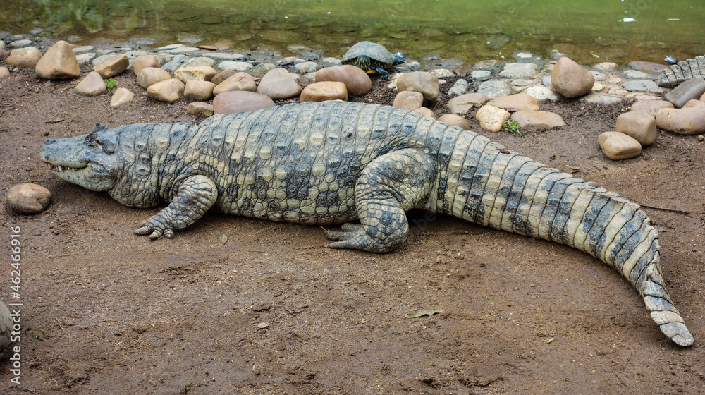 close view of a brazilian pap yellow alligator, or Jacare do papo amarelo close view of a brazilian pap yellow alligator, or Jacare do papo amarelo