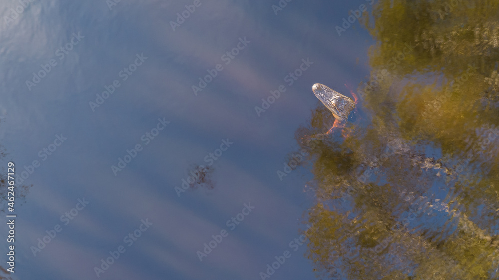 Aerial of an alligator hanging out at a lake Aerial of an alligator hanging out at a lake