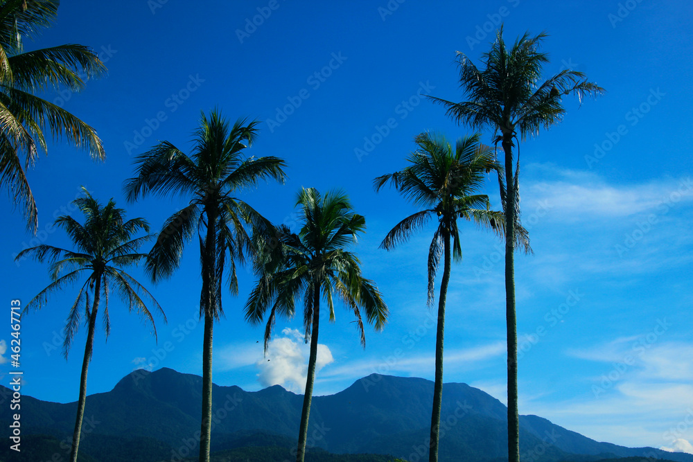 palm trees on the beach