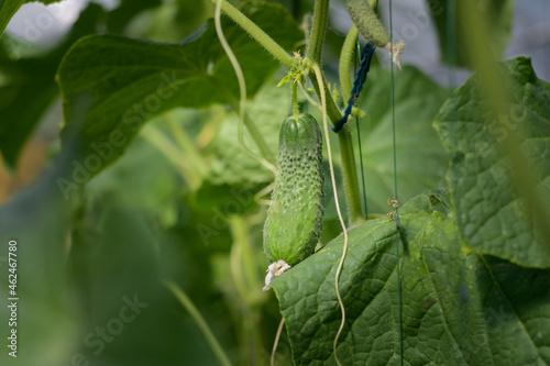 Cucumber close-up on a background of green large leaves. Growing cucumbers in a greenhouse