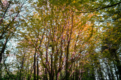 Abstract Forest in Ireland