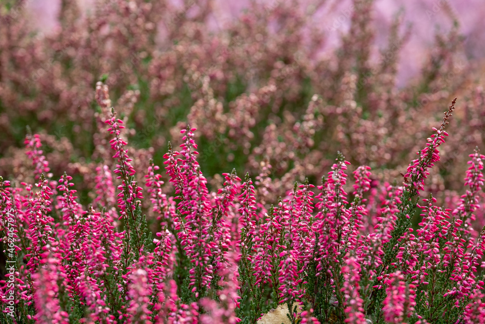 Obraz premium Colourful calluna vulgaris low growing heather flowers, photographed in a garden in Wisley, Surrey UK.