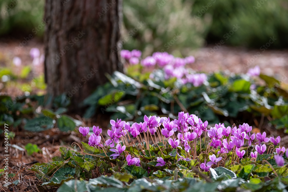 Obraz premium Clumps of pink cyclamen flowers growing under a tree, photographed in a garden in Wisley, Surrey UK.