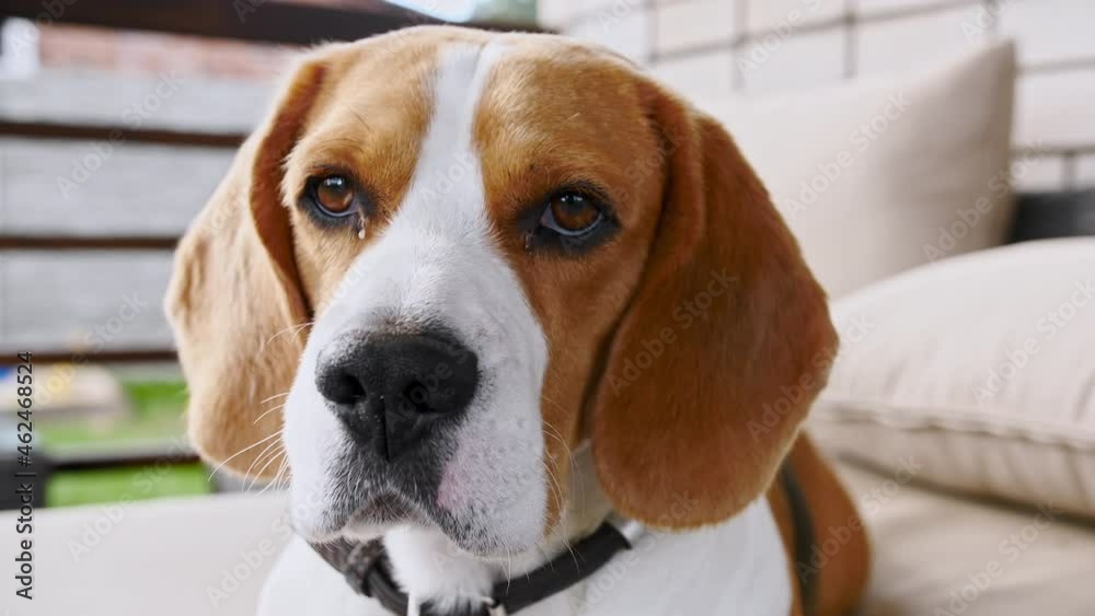 Dog Beagle lies on the couch outdoors. Mans best friend. The puppy is resting. High quality 4k footage Dog Beagle lies on the couch outdoors. Mans best friend. The puppy is resting. High quality 4k footage