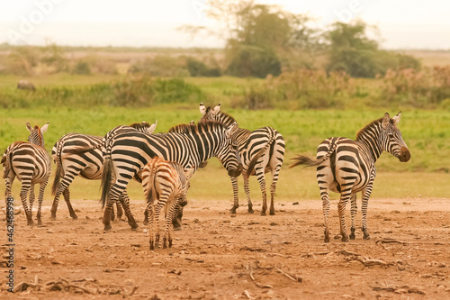 z  bre de Burchell Equus burchelli avec un jeune  b  b   Afrique Kenya