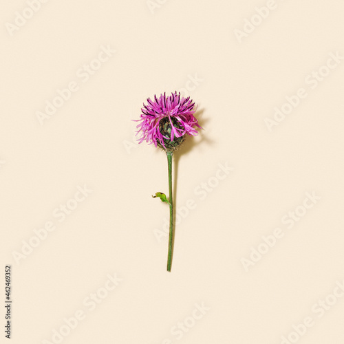 Summer wild purple thorny flower. Meadow or field herb thistle or burdock. Minimal nature flat lay. Top view.
