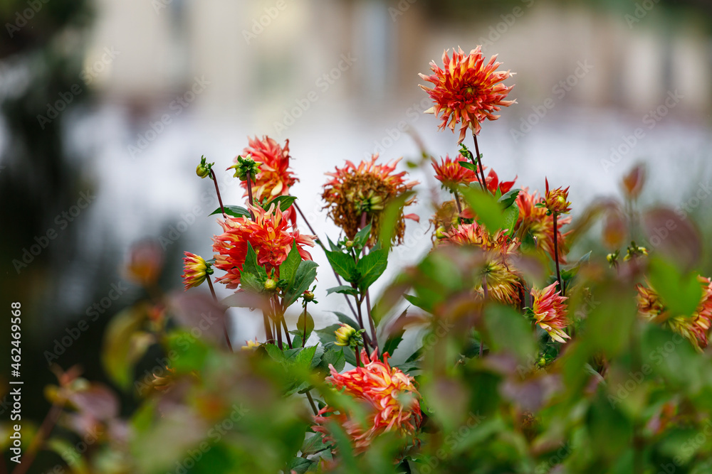 A bush with red dahlias. against the background of an autumn landscape. A bush with red dahlias. against the background of an autumn landscape.