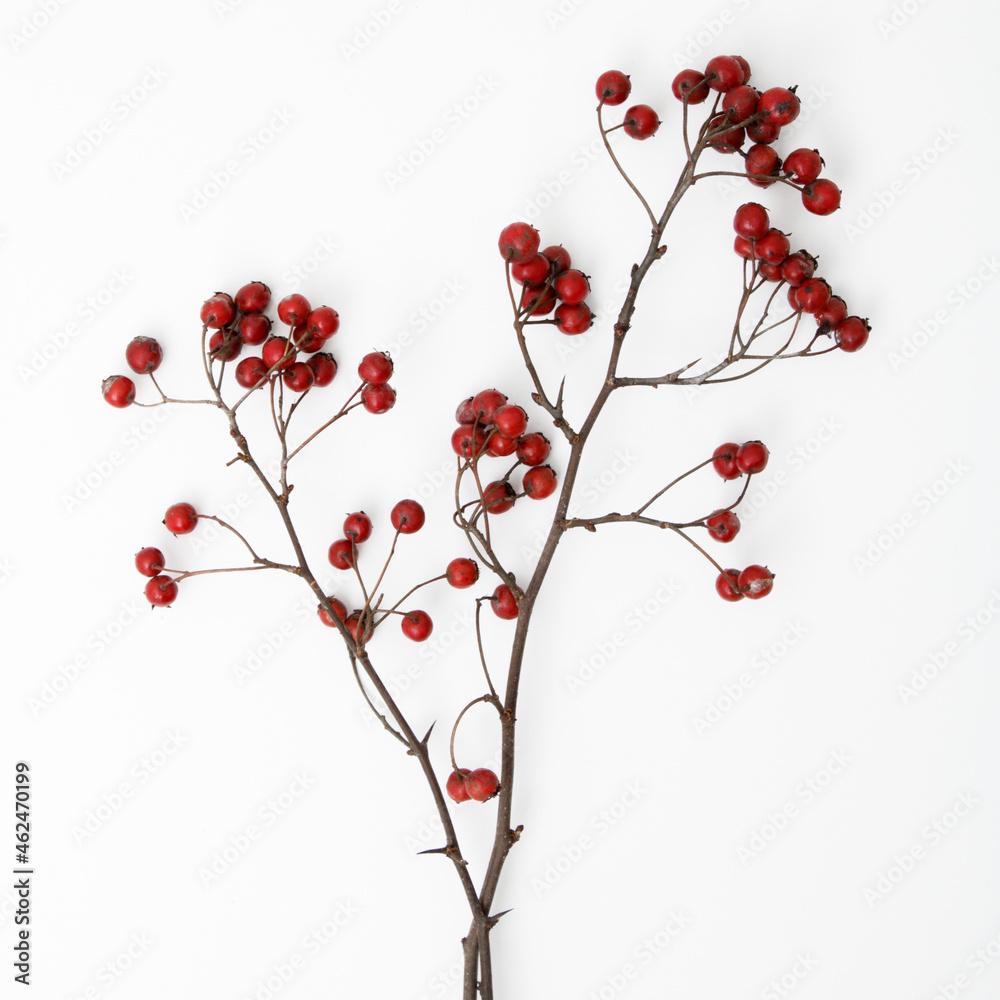 Minimalist fashion photography. Minimalism Stock Photography. Red rowan bouquet on white background, flat lay, top view. autumn wallpaper