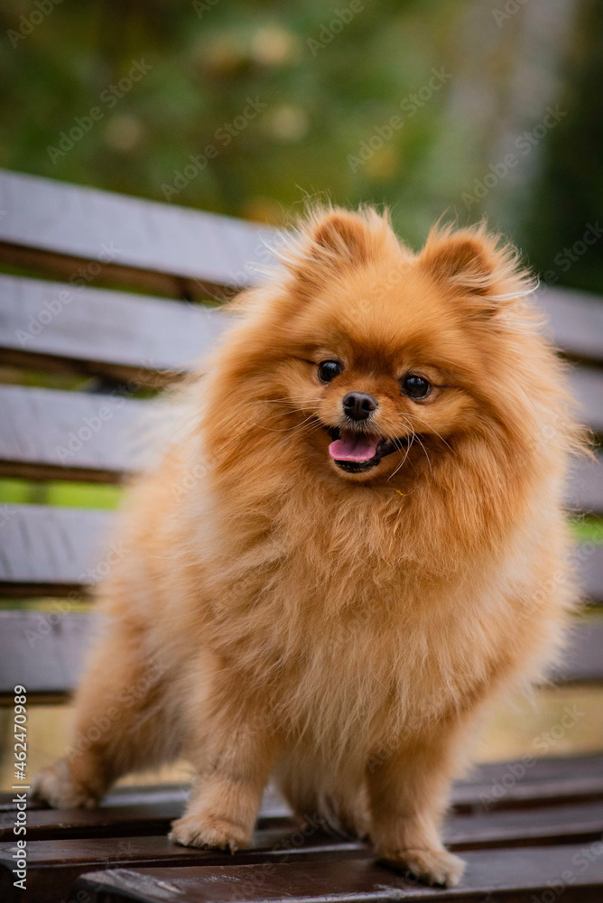 Dog orange red spitz fluffy beautiful friend of children pet affectionate cute kind toy Dog orange red spitz fluffy beautiful friend of children pet affectionate cute kind toy