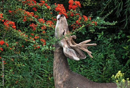 young buck eating berries off a tree