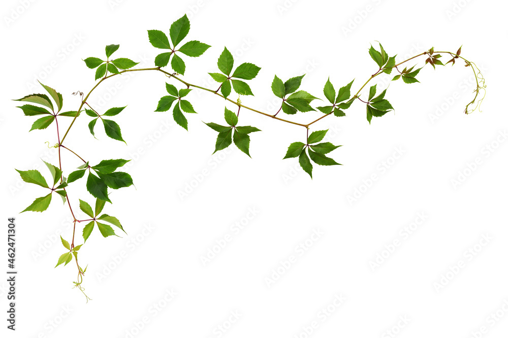 Parthenocissus waved twig with green leaves in a corner arrangement isolated on white Parthenocissus waved twig with green leaves in a corner arrangement isolated on white
