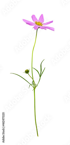 Pink cosmos flower isolated