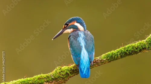 Obraz Zimorodek zwyczajny zimorodek Alcedo atthis 