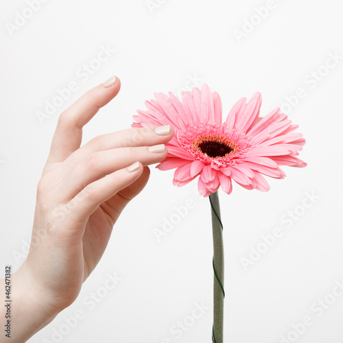 Natural skin. Minimalist fashion photography. Minimalism Stock Photography. Beautiful Woman Hands. Spa and Manicure concept. A hand with a fresh flower on a gray wall background