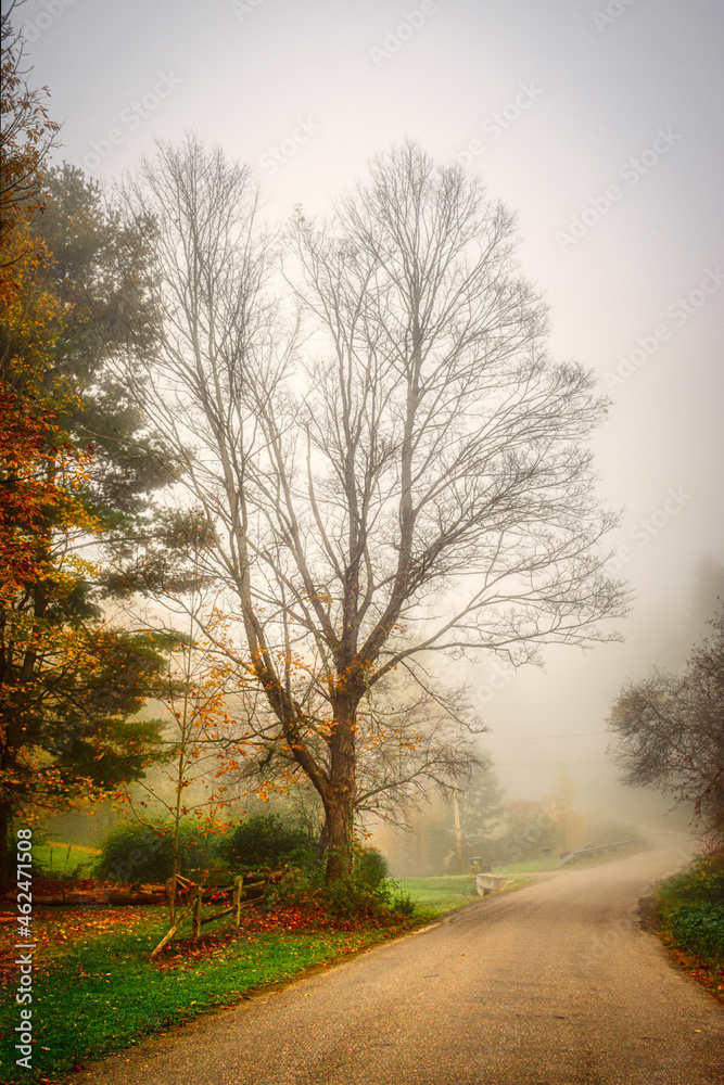Our Maple tree has lost all its leaves early this Autumn.  Our tree on Seward Road in Windsor NY on a very foggy morning.