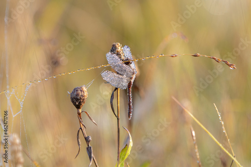 Libelle mit Morgentau photo