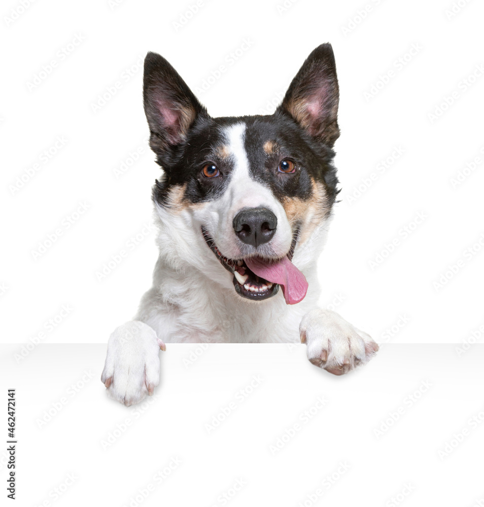 studio shot of a cute dog on an isolated background holding a sign