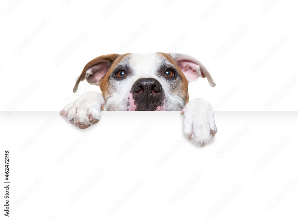 studio shot of a cute dog on an isolated background holding a blank white sign - obrazy, fototapety, plakaty 