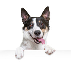 studio shot of a cute dog on an isolated background holding a sign