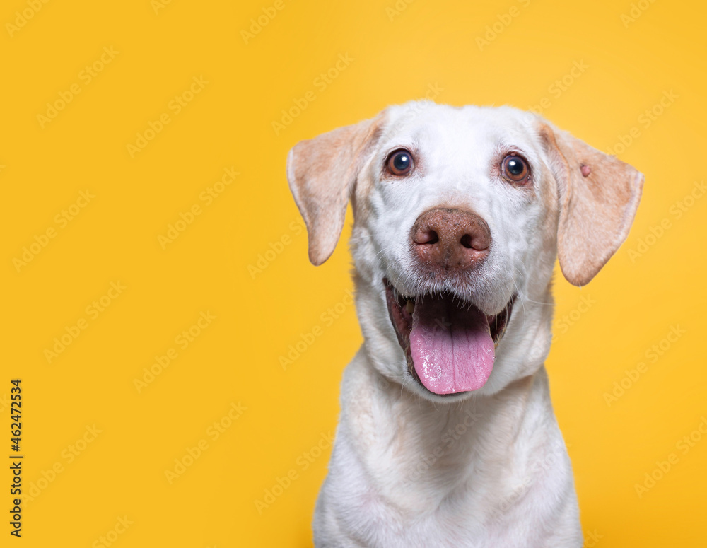 studio shot of a cute dog on an isolated background