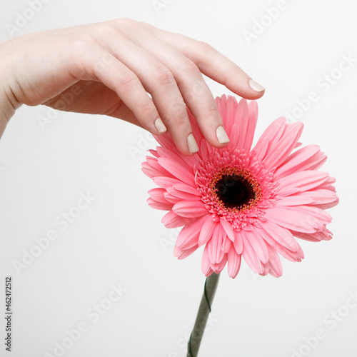 Natural skin. Minimalist fashion photography. Minimalism Stock Photography. Beautiful Woman Hands. Spa and Manicure concept. A hand with a fresh flower on a gray wall background