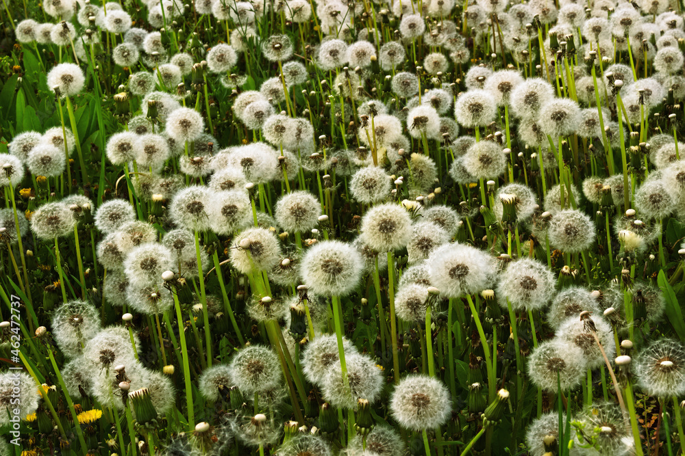 Field of white, fluffy dandelions in bright green field