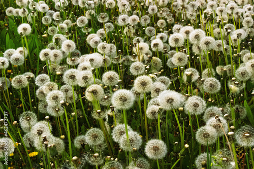 Field of white  fluffy dandelions in bright green field