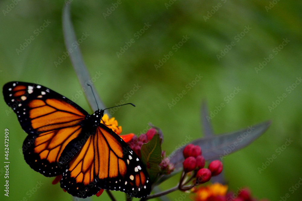 Naklejka premium MONARCH BUTTERFLIES DRYING THEIR WINGS