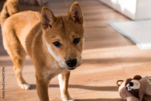 Close-up of a red shiba inu dog puppy