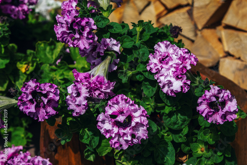 Flowerbed with beautiful bright purple petunia flowers in a garden