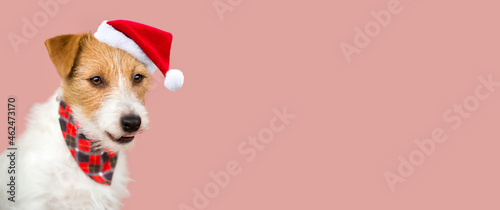 Happy cute christmas santa pet dog puppy. Holiday card background, pink banner with copy space.