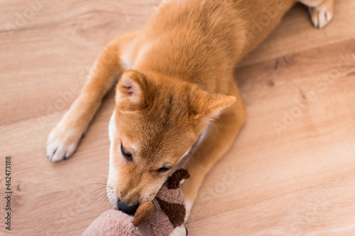 Red shiba inu dog puppy playing with a toy on a wood floor