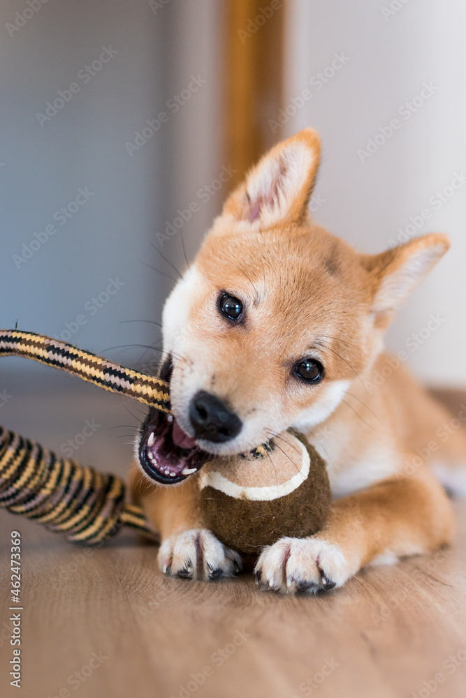 Close-up of a shiba inu dog puppy biting a rope toy
