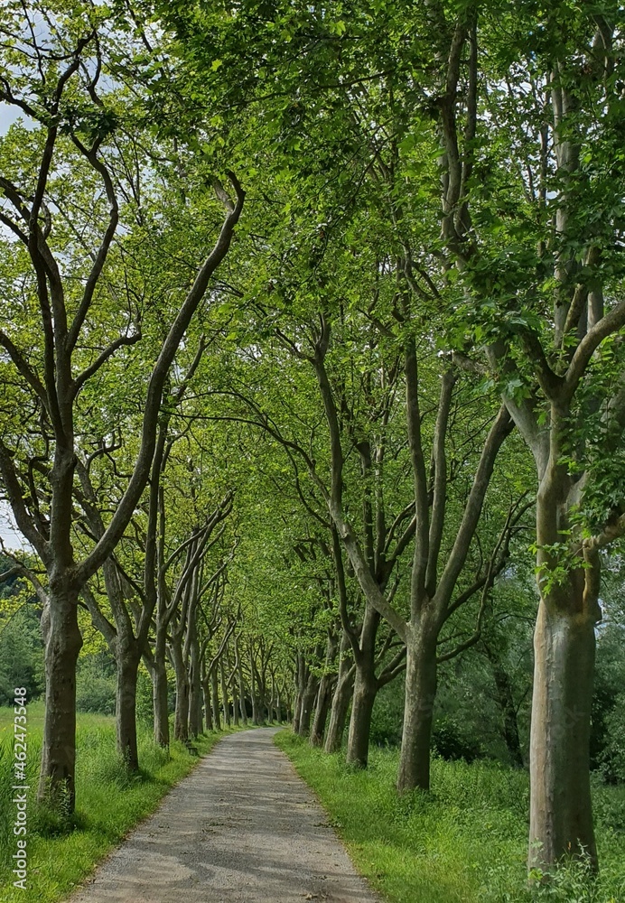 Fototapeta premium A path leading through an alley of tall trees.