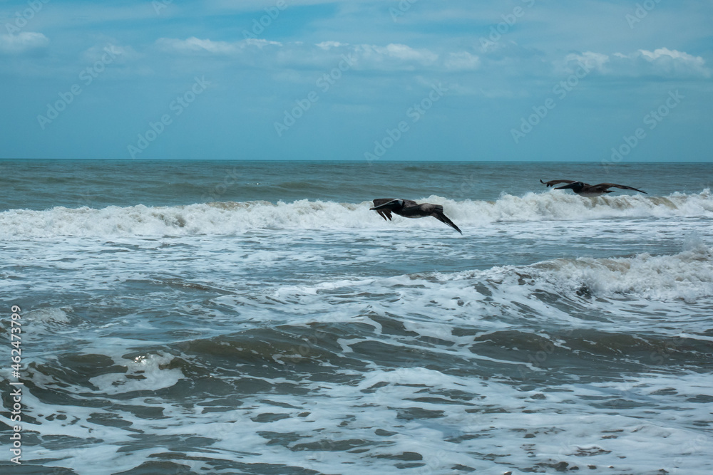 Obraz premium The Brown Pelican (Pelecanus occidentalis) is Flying Over the Sea for Hunting in Palomino's Beach in Colombia
