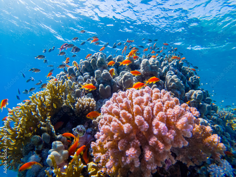colorful corals and exotic fishes at the bottom of the red sea. beautiful  natural summer background Stock Photo | Adobe Stock