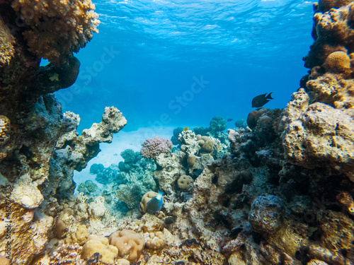 Fototapeta Naklejka Na Ścianę i Meble -  colorful corals and exotic fishes at the bottom of the red sea. beautiful natural summer background