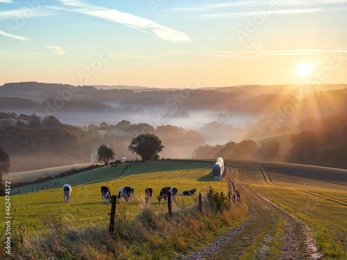 Velbert, Germany. Autumn sunrise in the Bergisches Land region. Grazing cows in the meadow in the morning. Rural landscape. photo