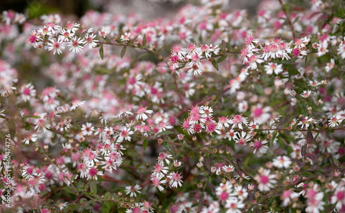 Symphyotrichum lateriflorum by the name Lady in Black, an autumn flowering aster plant. Photographed in a garden in Wisley, Surrey UK. photo