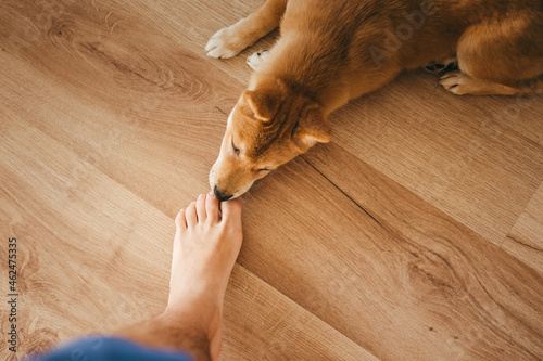 Red shiba inu dog puppy lying on a wood floor smelling a foot