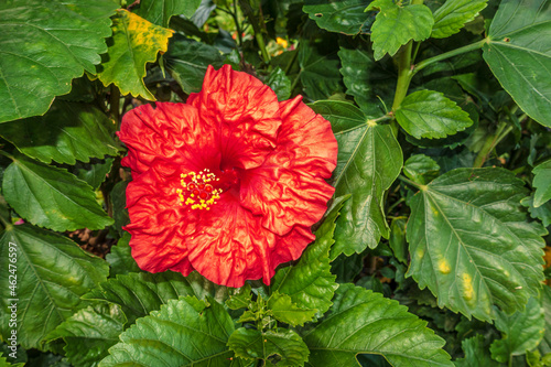 Wrinkled red flower in a garden