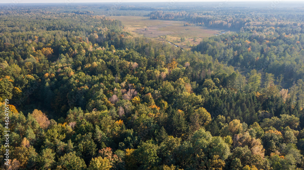 Polish part of Bialowieza Forest to east