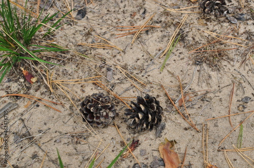 Two pine cones on the ground. Tires on the sand, among the dry needles. Background, texture.