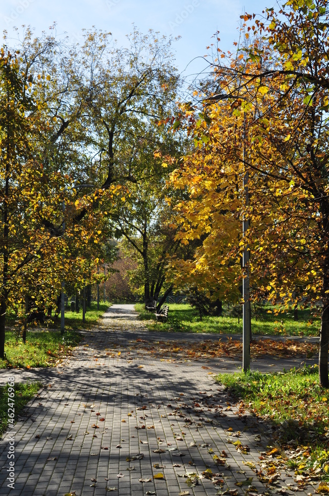 Autumn panorama of the city square. Trees with yellow leaves in the sun.