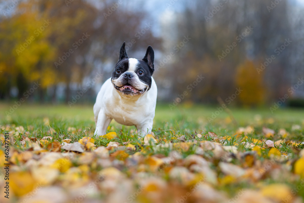 Cute face of a portrait of a French Bulldog dog in motion in an autumn park against a background of bright foliage. Pets for a walk. Cute face of a portrait of a French Bulldog dog in motion in an autumn park against a background of bright foliage. Pets for a walk.