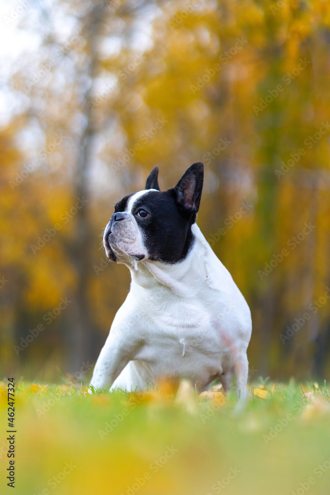 Portrait of a french bulldog dog with snot on the background of bright yellow autumn foliage in the park. Pets on a walk.