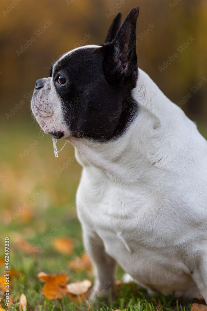 Portrait of a french bulldog dog with snot on the background of bright yellow autumn foliage in the park. Pets on a walk.