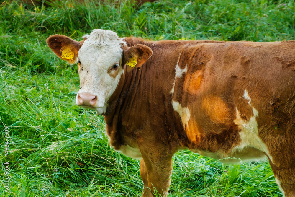 Funny brown cow looking at the camera and gazing in a meadow on the pasture Funny brown cow looking at the camera and gazing in a meadow on the pasture