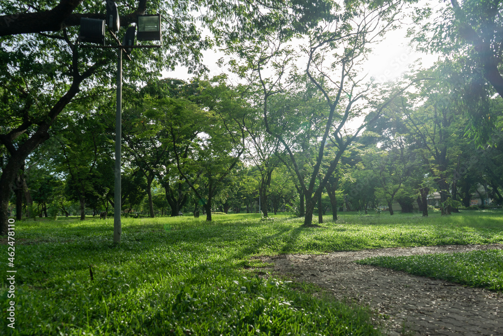 Fototapeta premium Beautiful nature at morning with sun in big city park