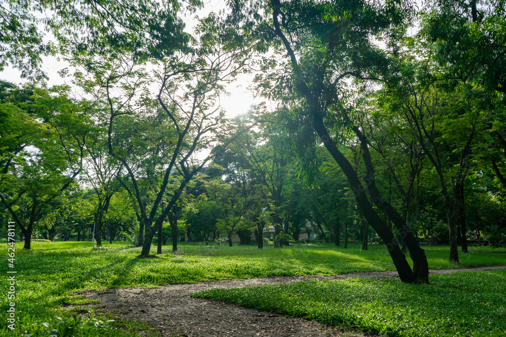 Obraz premium Beautiful nature at morning with sun in big city park